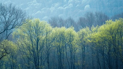 Emerging greenery in misty forest early spring nature photography tranquil environment serene viewpoint renewal concept