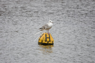 juvenille european herring gull larus argentatus perched on a yellow buoy with the letter H painted...