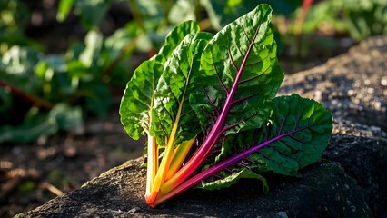 Red cabbage in the garden.