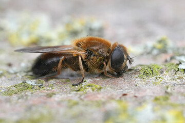 Closeup on a rare Greater Spring blacklet, Cheilosia grossa