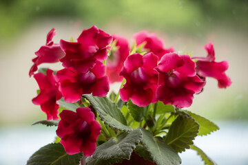 Blooming Pink Gloxinia Houseplant by Window with Soft Natural Light