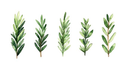 Fototapeta premium Watercolor rosemary sprigs collection.