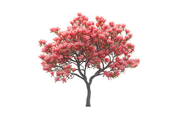 Obraz premium Spring Magnolia Blossom Tree Isolated on Transparent Background PNG.