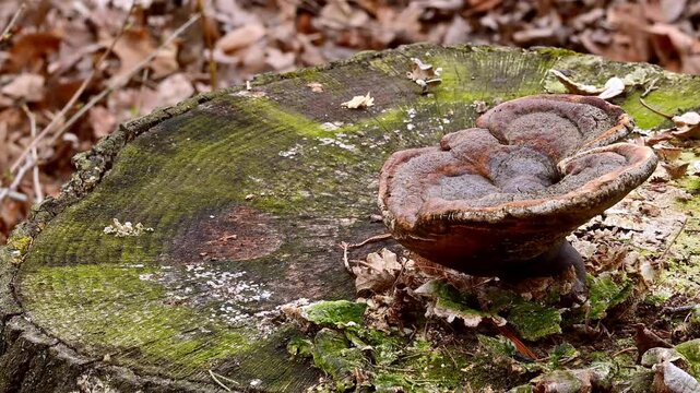 Saprotrophic and saprophytic tree fungi tinder fungi on an old rotten stump in the forest in New Jersey