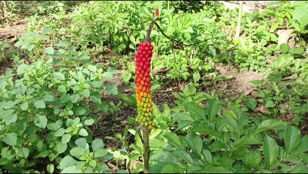 Italian Arum Plant with Red Seeds in Natural Habitat