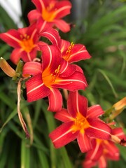 Obraz premium red lily flower