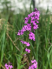 purple flowers in the garden