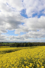 Obraz premium Yellow canola flowers in the UK