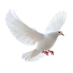 White dove in flight, full-body view on Png Format and Transparent Background