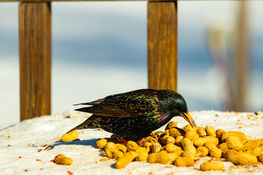 European Starling pecks at peanut amidst a pile of them on snowy surface. Dark plumage shimmers with iridescent green and purple, contrasting against the white snow and yellow nuts. Wildlife closeup. - Powered by Adobe