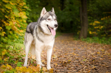 Siberian husky stands on leaf-covered path amidst autumn forest. Vibrant yellow and green foliage surrounds. Bright lighting highlights dogs coat, creating serene, natural setting