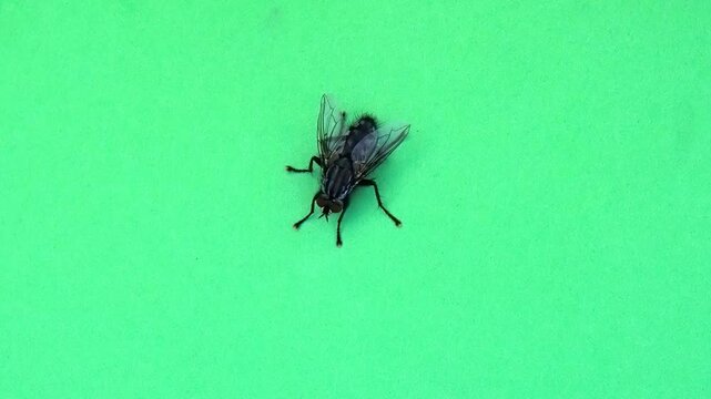 big grey fly moving on green screen slow motion