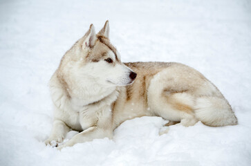 Siberian husky, with white and light brown fur, rests on snow. Overcast lighting enhances serene wintry scene. Image captures side profile and relaxed posture