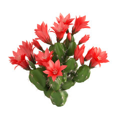 3D Christmas Cactus with Vibrant Red Flowers Isolated on Transparent Background