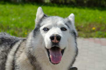 Husky with striking blue eyes and thick fur standing on paved path. Bright daylight enhances playful demeanor. Green grass and blooming flowers create cheerful backdrop