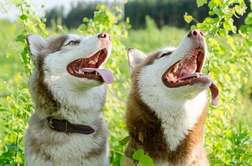 Two siberian huskies with bright eyes and tongues out enjoy sunny day amid vibrant greenery. Lush...
