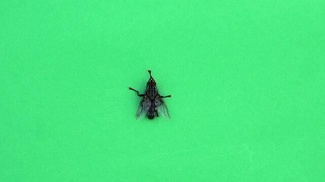 big grey fly cleaning its paws on green screen