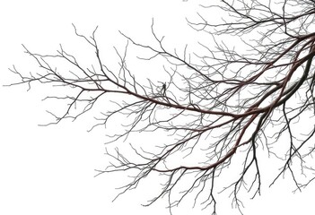 Fototapeta premium Intricate bare branches, stark against a pure white backdrop, nature, element