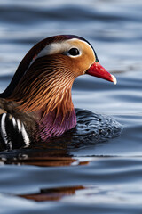 Male mandarin ducks close-up at a lake