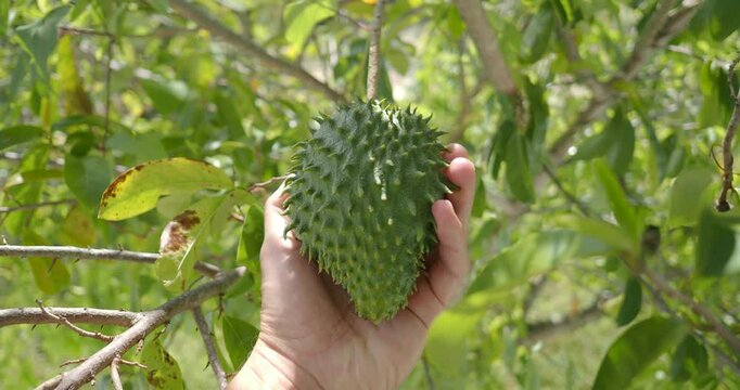 POV. Inspection of unripe fruit soursop, guanabana or graviola. 
