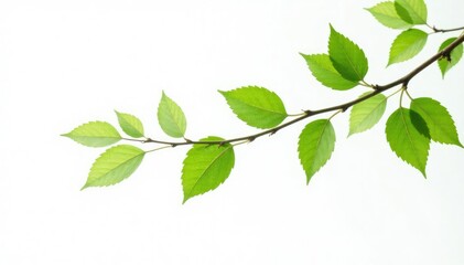 Long isolated branches with green leaves on a white background, pure, natural