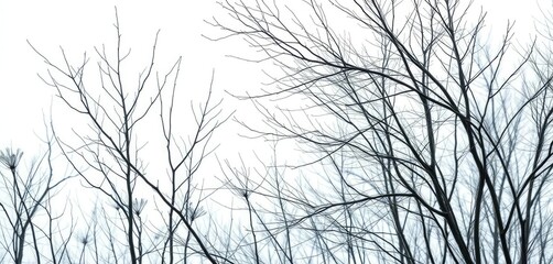 Naked branches, stark winter silhouettes against pure white, branches, elegant