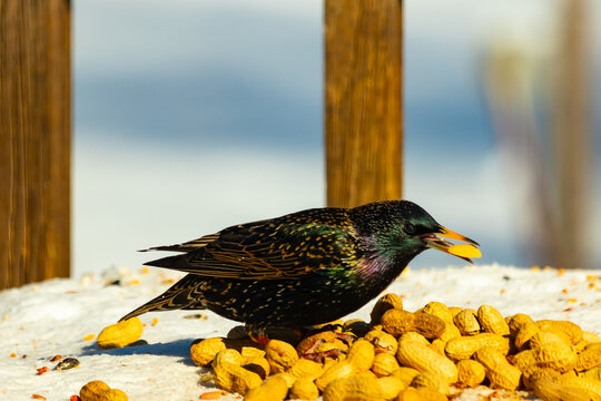 European Starling pecks at peanut amidst a pile of them on snowy surface. Dark plumage shimmers with iridescent green and purple, contrasting against the white snow and yellow nuts. Wildlife closeup.