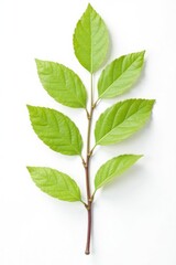 Single isolated branch on white background with a wooden texture, clearbranch, branchshape