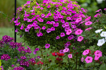 Nothing shouts spring more than a hanging basket of million bells, bursting with tiny fuchsia, bubblegum pink trailing calibrachoa, vibrant, small petunia-like flowers with cascading growth habit. 