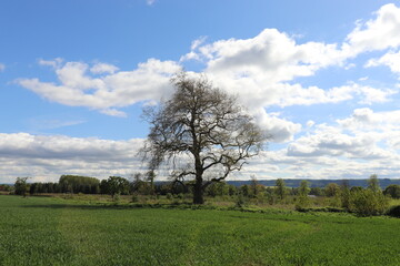 Obraz premium Oak trees in the countryside