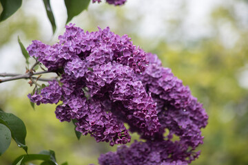 Close-Up of Blooming Purple Lilac Flowers on Branch Outdoors