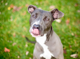 A Pit Bull Terrier mixed breed dog licking its lips