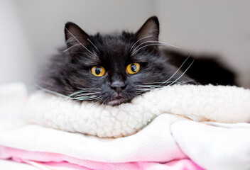 A fluffy black cat with yellow eyes resting its head on a blanket