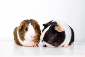 A pair of American Guinea Pigs