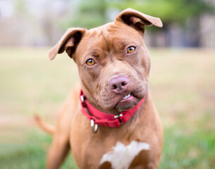 A red Pit Bull Terrier mixed breed dog with a snaggletooth