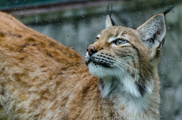 Lynx with distinctive tufted ears and spotted fur looks upwards. Captured in natural environment with blurred background, showcasing its majestic presence. Soft lighting highlights its fur texture