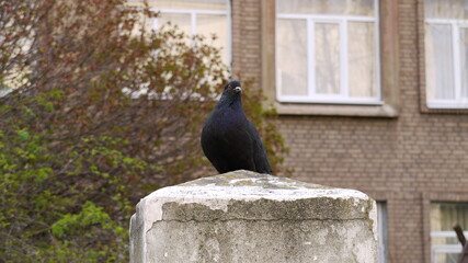 pigeon on the fence