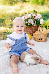 a little baby girl of six months with blue eyes plays on the lawn or green grass with a rabbit in...