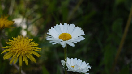 Obraz premium white daisy flower