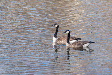 Pair of Canadian Geese swimming in calm lake with small ripples in water