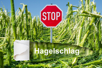 Ein Stopschild steht in einem Feld mit Hagelschaden in der Landwirtschaft durch Extremwetter - FOTOMONTAGE