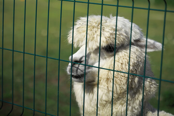 Adorable Furry Alpaca Behind Fence in Green Pasture on a Sunny Day