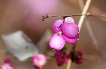Plant Snowberry soft