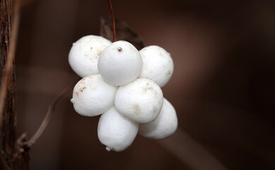 Plant Snowberry soft