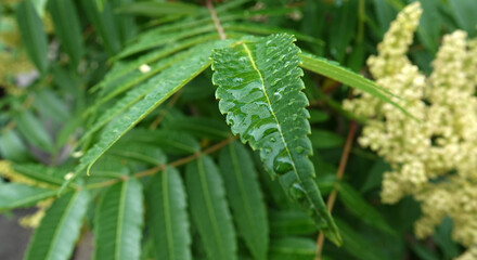 Plant Staghorn sumac, downy sumac, vinegar tree, short-haired sumac