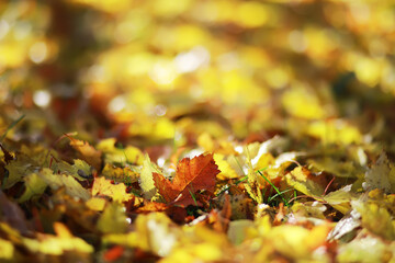 Vibrant Autumn Leaves in Sunlight - Nature's Fall Canvas A Close-Up Photography Treasure