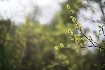 Springtime Blossoms: Close-up of Young Green Foliage in a Sunlit Forest Setting