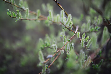 Close-Up of Budding Tree Branches in Springtime with Soft Focus Background