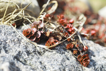 Red Succulent Plants Growing on Rocky Surface in Natural Habitat