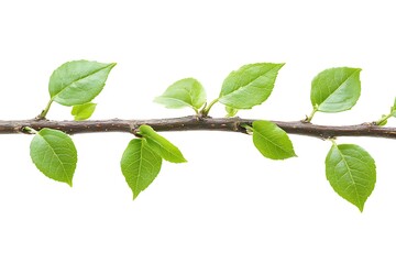 Fototapeta premium Spring branch with new leaves